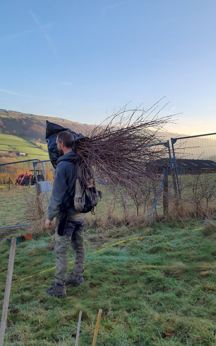 Forus Tree @forustree.bsky.social tweet media