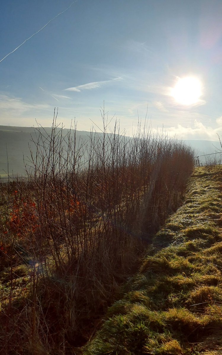 Forus Tree @forustree.bsky.social tweet media