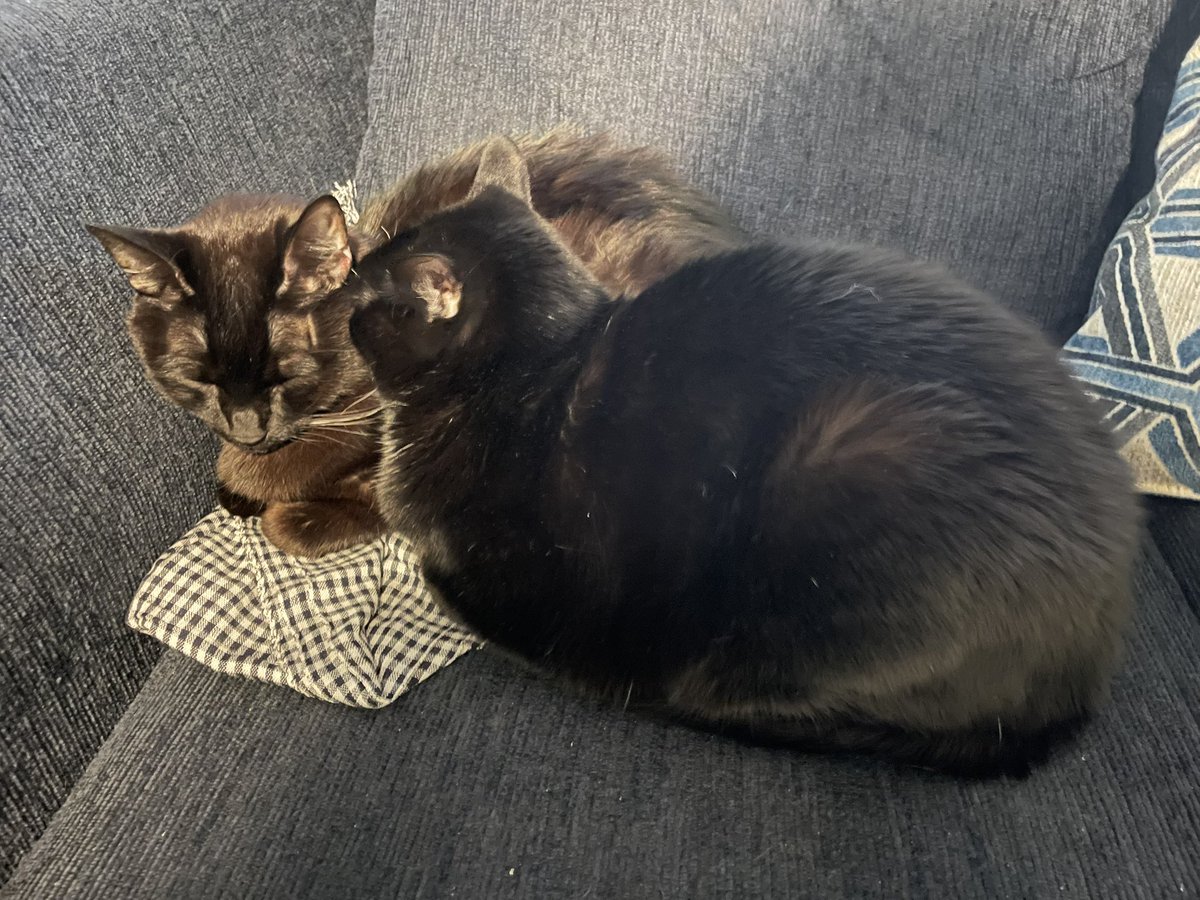 Wednesday & Nikolai tweet media