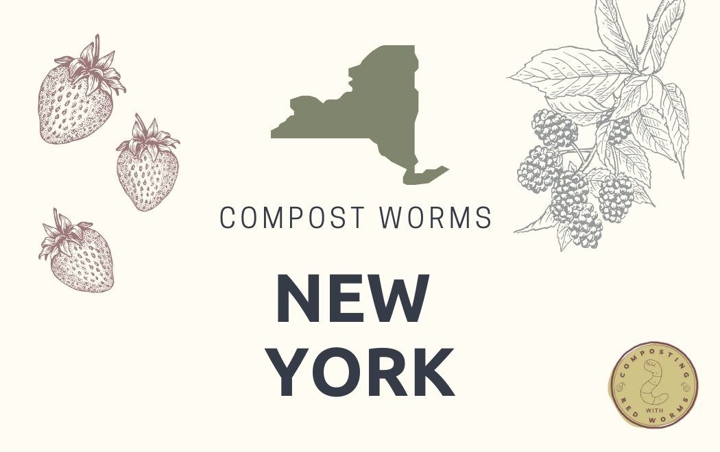 CompostingWorm's tweet image. Hey New Yorkers! Here are some local worm sellers who can help you start #vermicomposting today!
compostingwithredworms.com/buy-red-worms-…