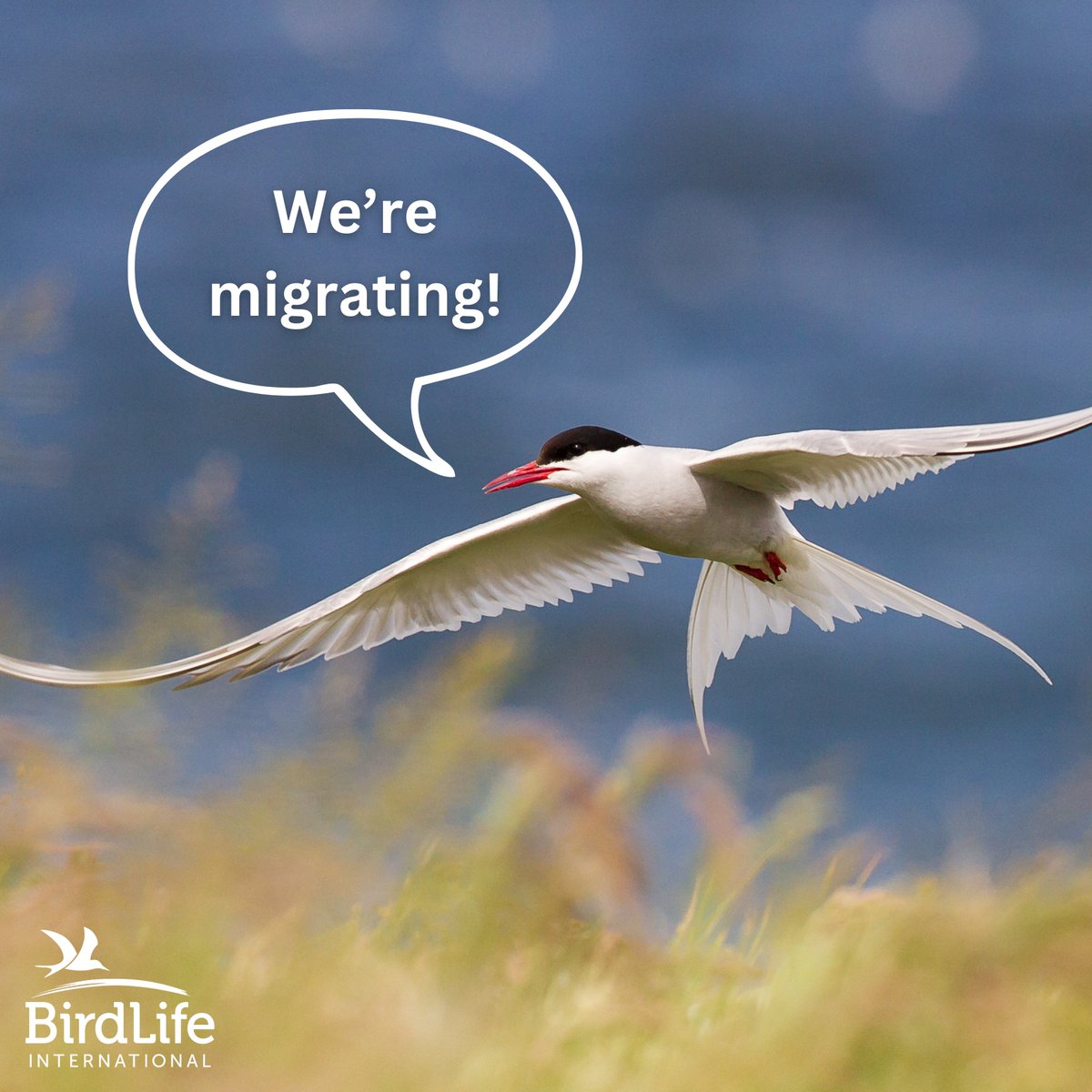 You can now find BCI on Bluesky - a vibrant, open and user-centred platform. Follow us here: bsky.app/profile/bci-jo….

Our X account will remain active to keep nature's voice alive.