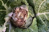 newforestfarmer's tweet photo. @narindertweets Someone upskirted you and your private area and sent me the pic. This is what I got sent. 🤢 https://t.co/ghRs1qKQ72