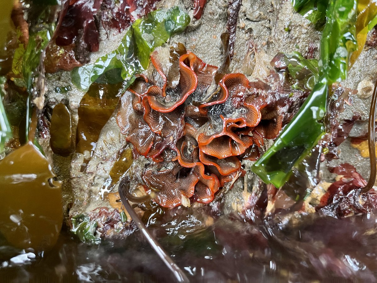 SERC Marine Invasions Research Lab tweet media