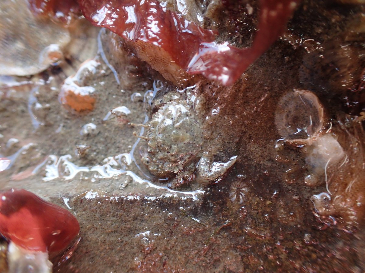 SERC Marine Invasions Research Lab tweet media