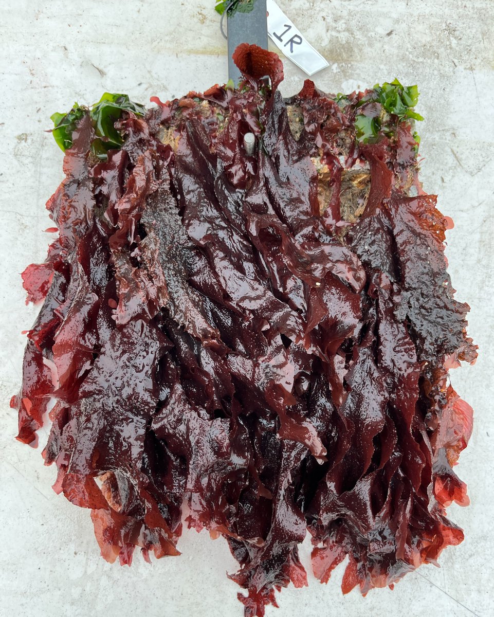 SERC Marine Invasions Research Lab tweet media