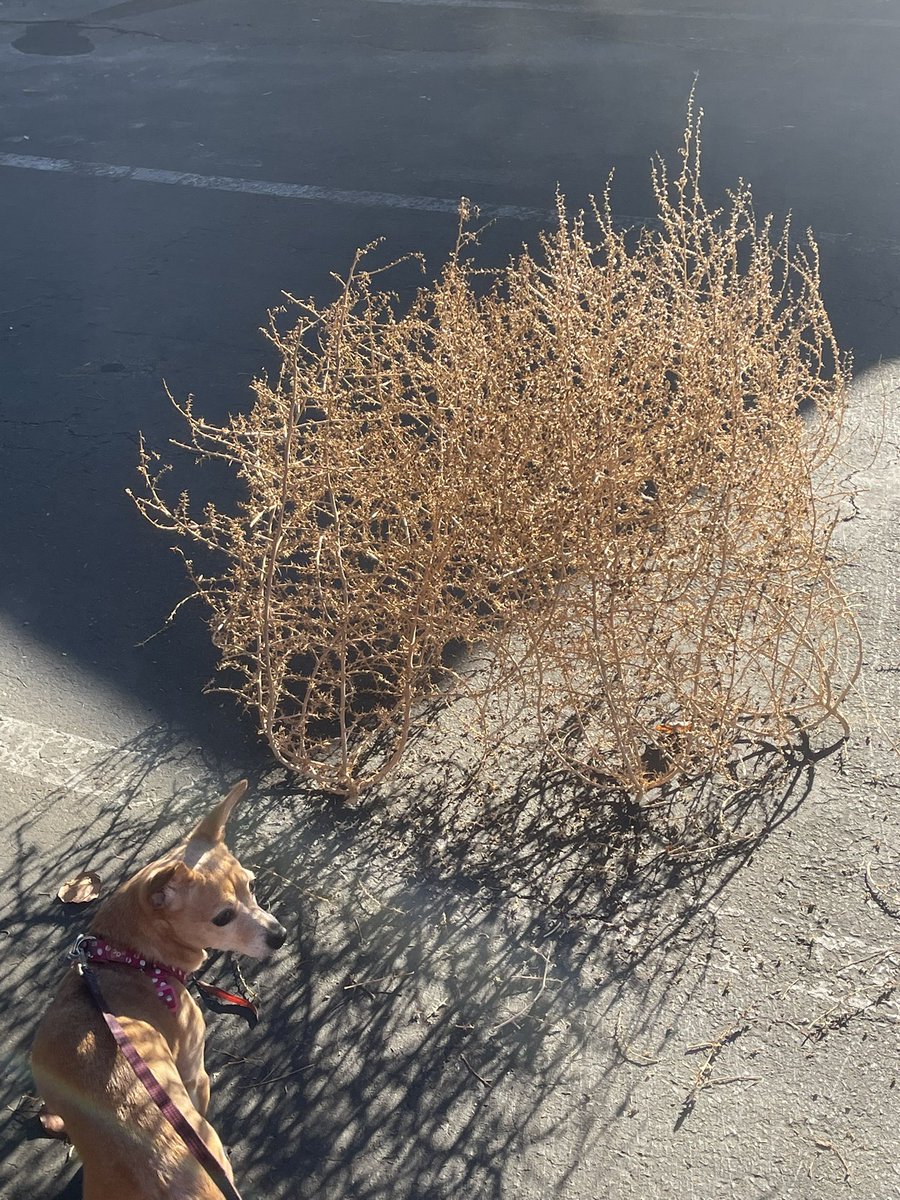 This is a literal tumbleweed wtf
