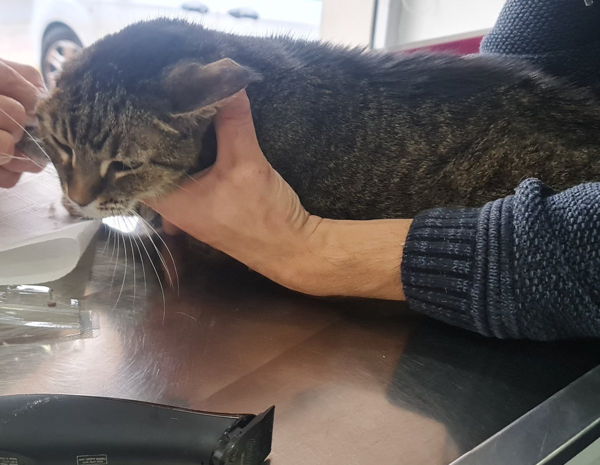 CWNH - Cats With No Hope Rescue tweet media