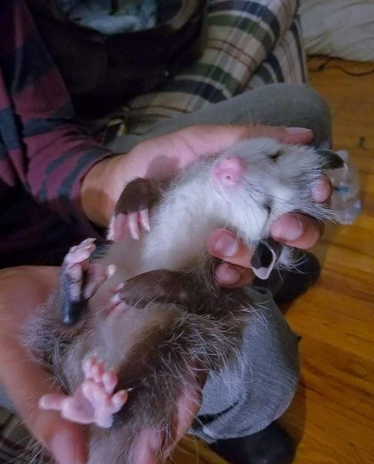 Possumeveryhour.io (@possumeveryhour) on Twitter photo 