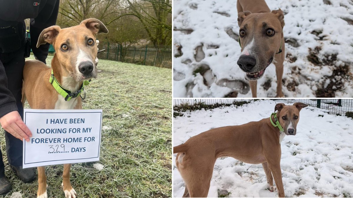 Alvin came into our care back in 2022 after he was involved in a cruelty case. We were excited to be able to find him a home once the case concluded, but he's still waiting for a home 329 days later 😢

Are you the one for Alvin? Apply to <a href="/PrestonRSPCA/">RSPCA Preston</a>: bit.ly/4hoZXsT