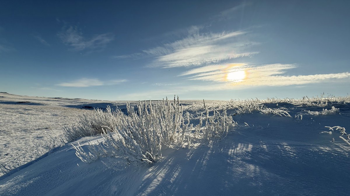 Stockgrowersfdn's tweet photo. Interested in learning more about winter grazing on native rangelands? Check out this article below!
https://t.co/4H8tiV6BhI
#nativegrasslands #rangelandhealth #grazingmanagement https://t.co/AAet6XJpY5