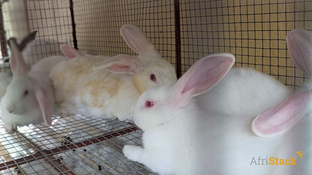 afristack's tweet image. 🚀 To wrap up the year, our team took a break away from the hustle and bustle of the city in a serene and natural setting: Sika Lodge, an agroecological farm. A perfect opportunity to recharge together.
#AfriStack #LAB #Education #Entrepreneurship #stem #TgTech #TeamBuilding