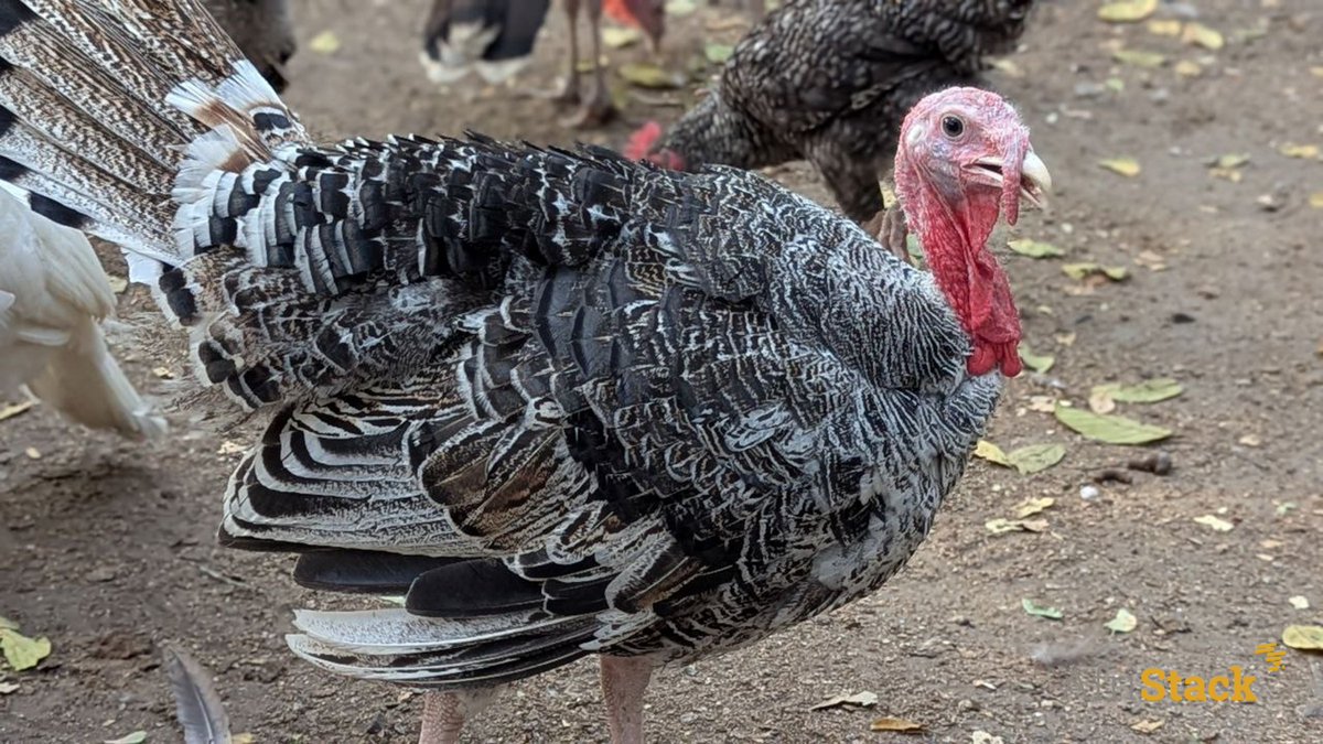 afristack's tweet image. 🚀 To wrap up the year, our team took a break away from the hustle and bustle of the city in a serene and natural setting: Sika Lodge, an agroecological farm. A perfect opportunity to recharge together.
#AfriStack #LAB #Education #Entrepreneurship #stem #TgTech #TeamBuilding