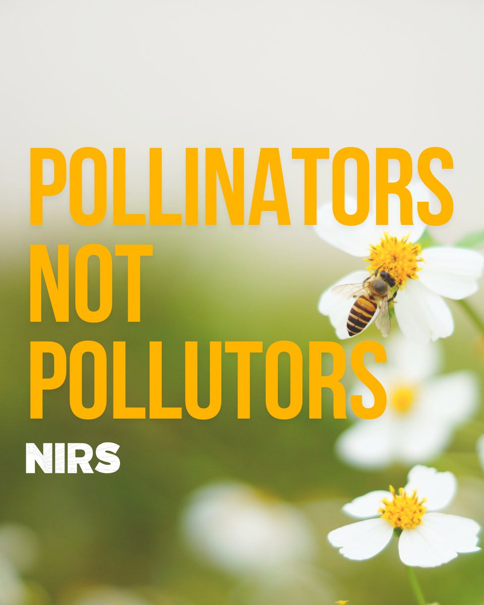 Pollinators power our ecosystems, not pollution. 🌼🐝 Let’s protect the bees, butterflies, and our planet by investing in green energy solutions—not harmful nuclear energy and uranium mining. The future is renewable, sustainable, and buzzing with life! 🌍💚 #GoGreen #NoNukes
