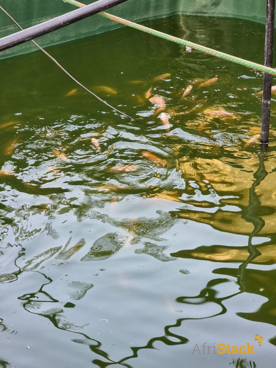 afristack's tweet image. 🚀 To wrap up the year, our team took a break away from the hustle and bustle of the city in a serene and natural setting: Sika Lodge, an agroecological farm. A perfect opportunity to recharge together.
#AfriStack #LAB #Education #Entrepreneurship #stem #TgTech #TeamBuilding