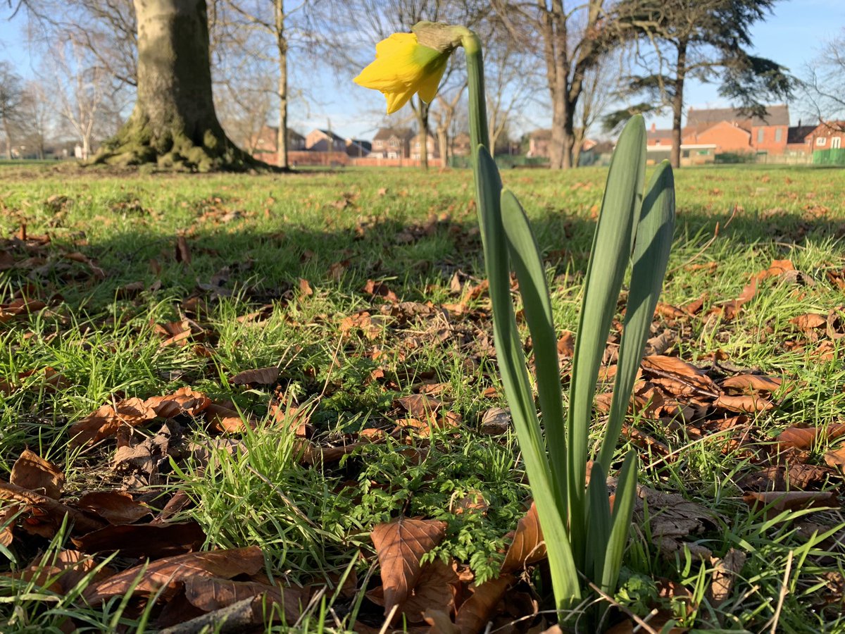 Jo Woolley (@joyelloow) on Twitter photo I wandered lonely as a …… DAFFODIL - in mid-January?!! Spotted in Adwick Park, Doncaster…: Surely too early… <a href="/Hudsonweather/">Paul Hudson</a> I wandered lonely as a …… DAFFODIL - in mid-January?!! Spotted in Adwick Park, Doncaster…: Surely too early… <a href="/Hudsonweather/">Paul Hudson</a>