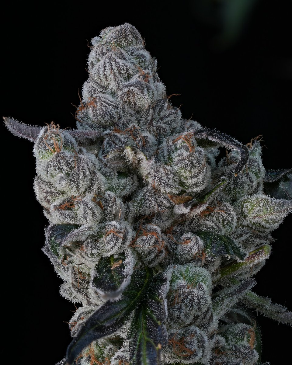 paradiseseeds's tweet photo. Up close and personal with #Sweetopia😍
The frost, the sparkle, the beauty - every detail reveals why this gem has earned its place at the top of so many connoisseurs' lists.
🛒 https://t.co/dtwqVPillq
#paradiseseeds #finestseedcollection #paradiseseedscommunity #Growyourown https://t.co/p5PQvWeXN7