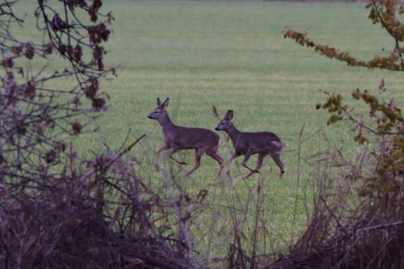 la fauna del soto de la medinilla en Valladolid