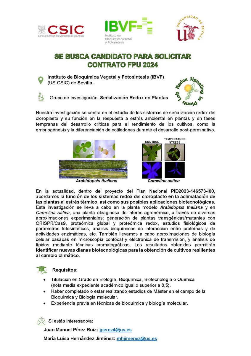 📢📢 Nuestro grupo busca candidato/a para realizar la tesis doctoral!!! 🧑‍🔬🎓
Si te apasiona la bioquímica y te interesa estudiar como las plantas combaten al cambio climático 🧬🌱☀️, contacta con nosotros!👇🏻👇🏻👇🏻