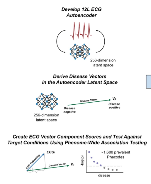 Sam Freesun Friedman (@lucidtronix) on Twitter photo What does your electric heart tell you about the entire human disease landscape? Our ECG PheWAS was just published in <a href="/npjDigitalMed/">npj Digital Medicine</a>! A phenome wide association study of a deep learned latent space from 100K+ ECGs meta analyzed in 3 external cohorts... What does your electric heart tell you about the entire human disease landscape? Our ECG PheWAS was just published in <a href="/npjDigitalMed/">npj Digital Medicine</a>! A phenome wide association study of a deep learned latent space from 100K+ ECGs meta analyzed in 3 external cohorts...