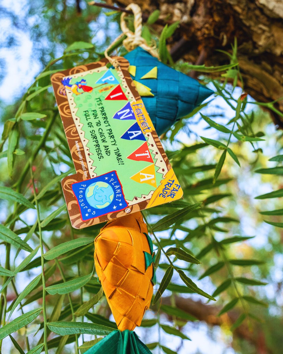 PlanetPleasures's tweet photo. Crafted with your feathered friend's unique needs in mind, our toys offer a world of fun and engagement!

https://t.co/qte1Mj7qVs https://t.co/Vf2WzNm5hH