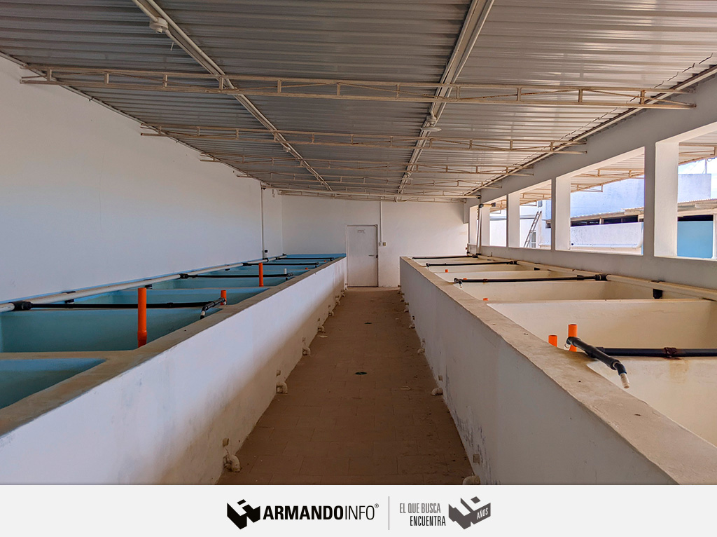 ArmandoInfo's tweet photo. El fiasco de Island Fisher y Fundemar no ha dejado más alternativa en Margarita que seguir en aguas abiertas con la explotación directa de los hábitats del pepino de mar. No hay ni regulación ni conteo
👉🏻https://t.co/8PK5xIsprP
#ArmandoHistorias2024 https://t.co/96ydGcAYyk