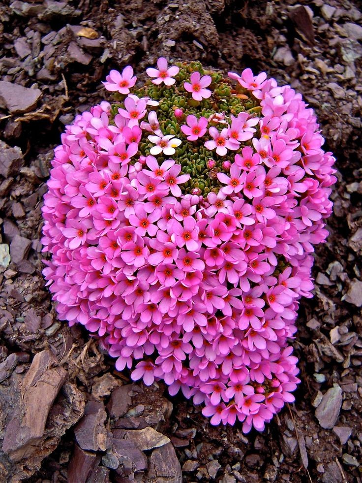 A vibrant cluster of Alpine Rock Jasmine (Androsace alpina) blooming ...