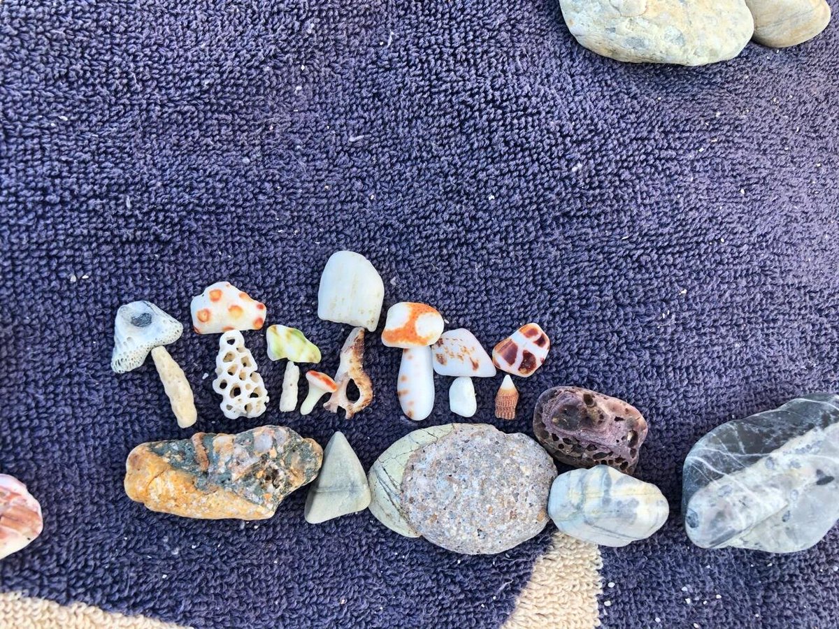 🍄｜Island Mushroom Shell Diary
