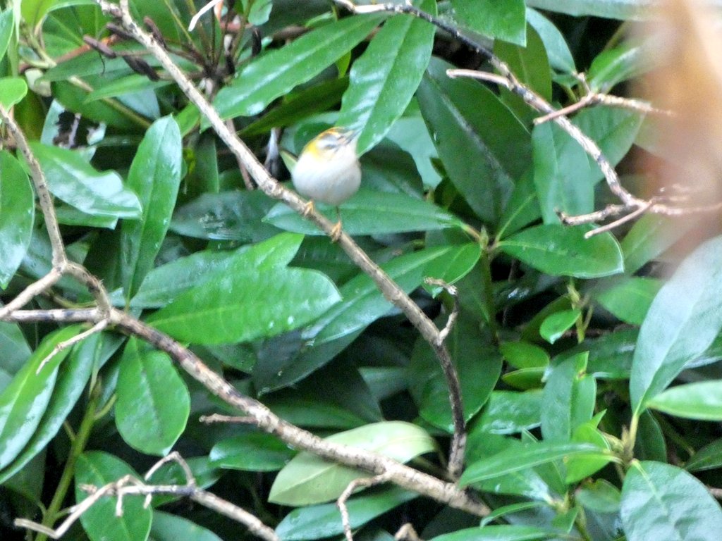 jude wood (@judiththomas4) on Twitter photo Really pleased that my 50th bird of #200birds was the firecrest! πNot so pleased my camera decided to go weird! If you want to see a proper photo of one, best follow <a href="/CactusFrankS/">Frank Sengpiel π¨πΌβπ¬π§ π΅π¦π¦π¦πΊ</a> πππ· #BirdsOfTwitter Really pleased that my 50th bird of #200birds was the firecrest! πNot so pleased my camera decided to go weird! If you want to see a proper photo of one, best follow <a href="/CactusFrankS/">Frank Sengpiel π¨πΌβπ¬π§ π΅π¦π¦π¦πΊ</a> πππ· #BirdsOfTwitter