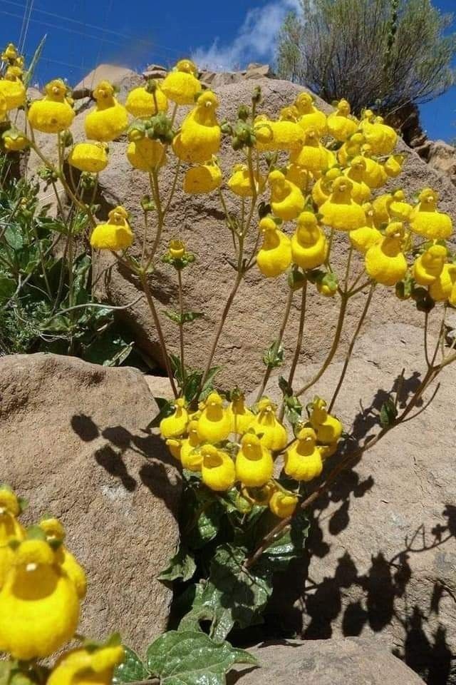 Untamedpath's tweet photo. "A burst of sunshine in the rocks - these cheerful Calceolaria flowers are a delightful surprise in this rugged landscape."ย #Calceolaria #slipperflower #mountainbloom #naturephotography #yellowflowers #rockgarden https://t.co/f6clO9qfcY