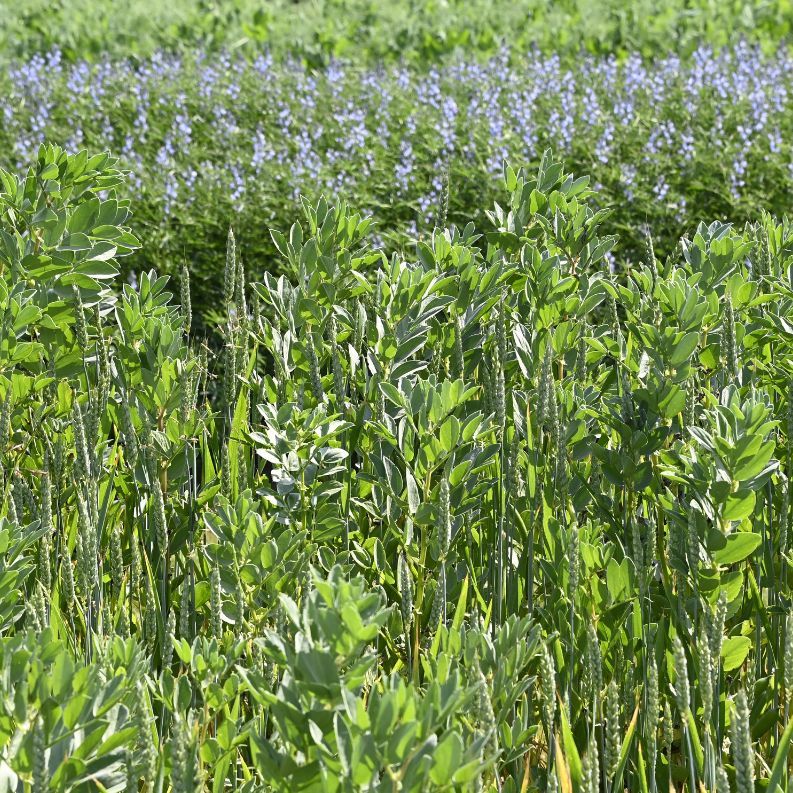 Want to get your soil ready for the growing season already this 2025? Apply Sea2Soil pre-drilling or just after drilling to ensure optimal soil health and crop establishment.

Timing is everything! ⏳

Find out more about our application recommendations: buff.ly/3PyKMkP