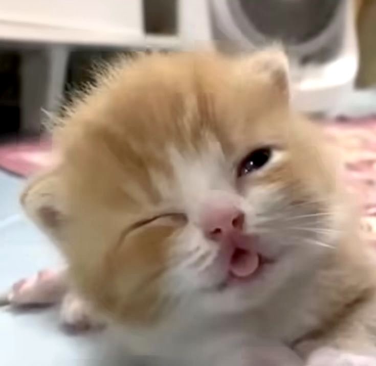 บัญชีล้อเลียน แบร่ๆบุ๋ยๆแบะๆ