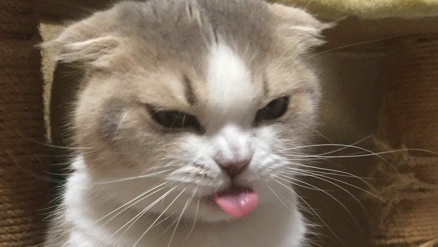 หัวใจเบบี๋เจนลี tweet media