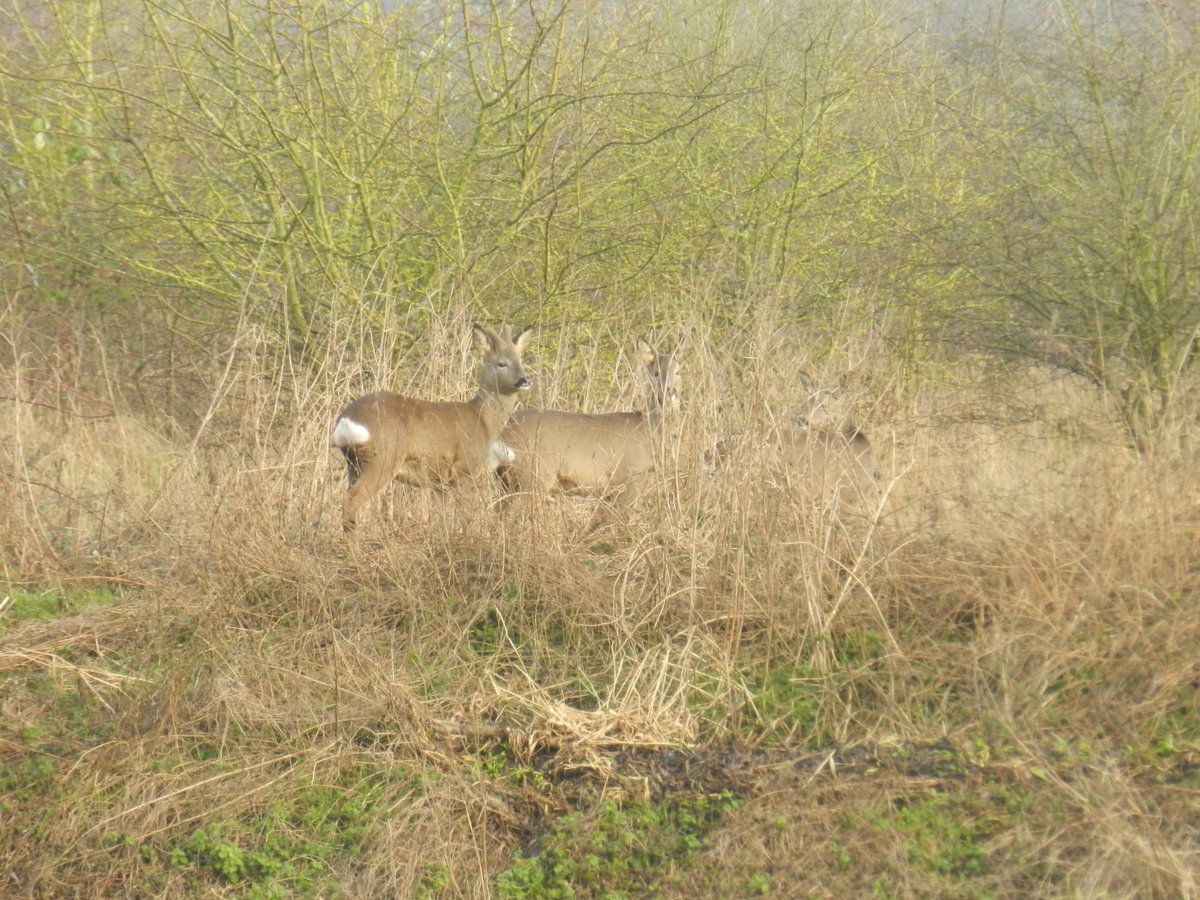 marksmith1986's tweet photo. Early morning walk on the Freshney Roe Deer and Reed Bunting.
#River #Freshney #winter #Grimsby https://t.co/cXdbITjADQ