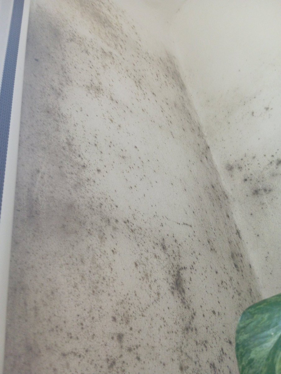 la_frantxute's tweet image. Estoy flipando 😑
En casa, estoy con problemas de humedad, avisé a mi dueña para que llame al seguro, así que me explicó que el problema viene de la ducha que no se ventila y que a pesar de pintar las paredes sin obras en la ducha volverá a pasar. 
Respuesta de la dueña: