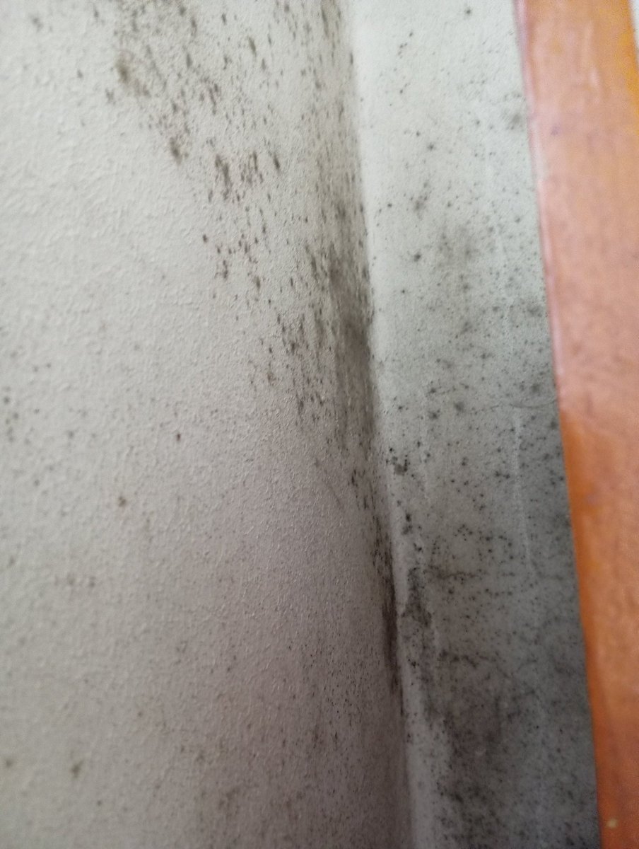 la_frantxute's tweet image. Estoy flipando 😑
En casa, estoy con problemas de humedad, avisé a mi dueña para que llame al seguro, así que me explicó que el problema viene de la ducha que no se ventila y que a pesar de pintar las paredes sin obras en la ducha volverá a pasar. 
Respuesta de la dueña: