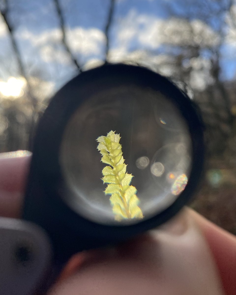 Joy is in the unexpected holly-like spikiness of miniature liverwort leaves revealed by a hand lens 😍

Hello 2025. More please.

Prickly Featherwort (Plagiochila spinulosa)