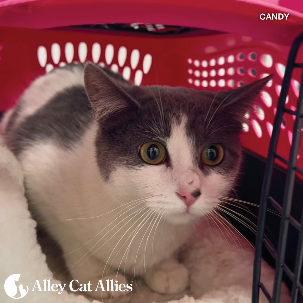 alleycatallies's tweet image. The devastating LA fires have left so many people and animals displaced. Candy and Gizmo were found hiding together under the remains of a home that burned down. Thankfully they were unharmed.

Our Rapid Response Team helped transport them and covered costs of their vet care.