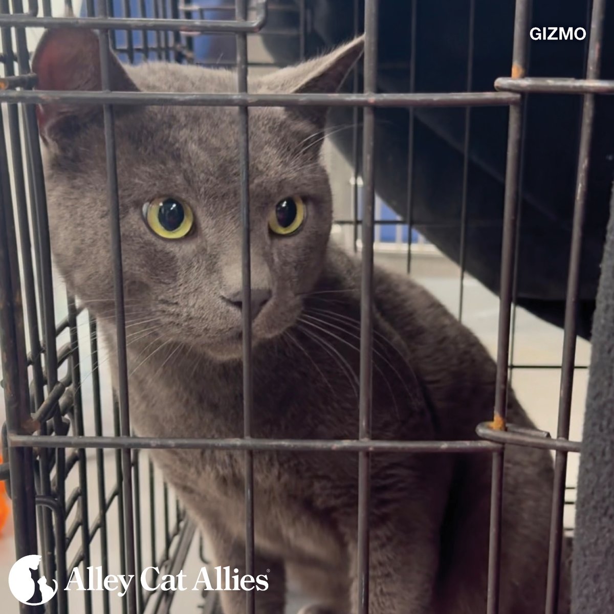 alleycatallies's tweet image. The devastating LA fires have left so many people and animals displaced. Candy and Gizmo were found hiding together under the remains of a home that burned down. Thankfully they were unharmed.

Our Rapid Response Team helped transport them and covered costs of their vet care.