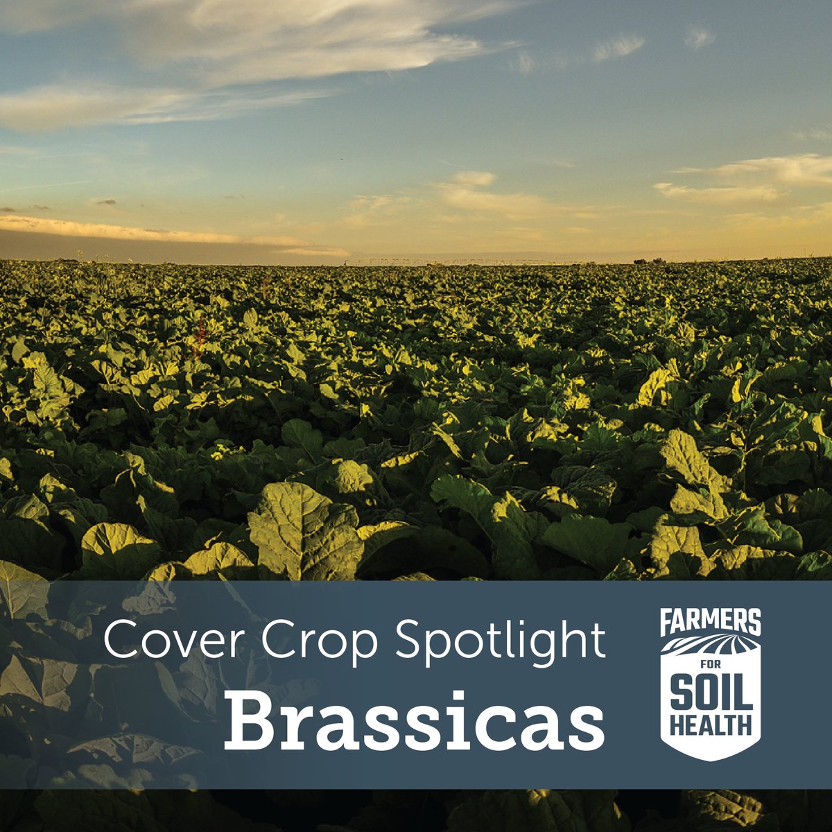 Brassicas, like mustards, radishes and kale, are cover crops with large taproots that fight soil compaction and improve water drainage. Learn more about brassicas and other cover crops at FarmersforSoilHealth.com/tools-and-reso….