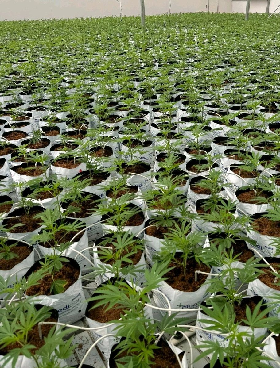 Geist707's tweet photo. Global GACP production facilities looking great. ✨️✨️✨️ J, our compliance and cultivation specialist in Asia &amp; Africa killing it this round. Kudos ! Any gacp players or pharmacies looking for HSO Medical products a la flower, freeze dried trichomes, hash rosin n sift hash. https://t.co/jD7OJtRYrb