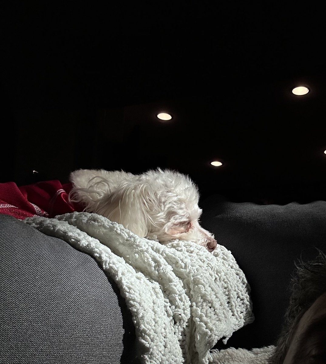 BellissimoFoto's tweet image. My best bud #dogmodel