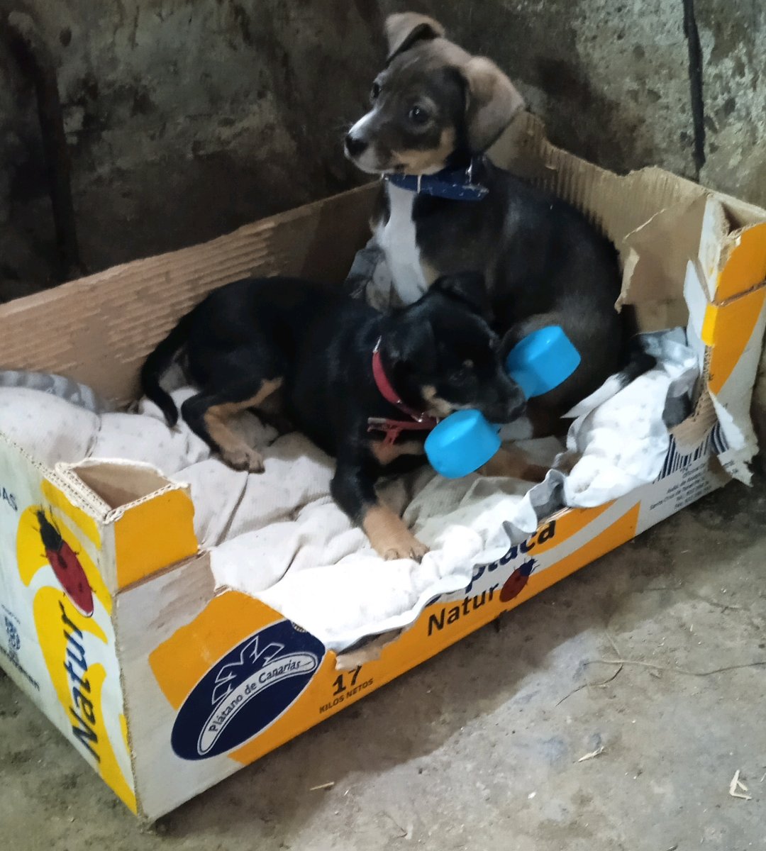 JokinArruti's tweet photo. Urte bat inberri due biyak🐕. Zenbat matte dittuten🥰 #Hiru ta #Txispa https://t.co/9cke6PZQ0P