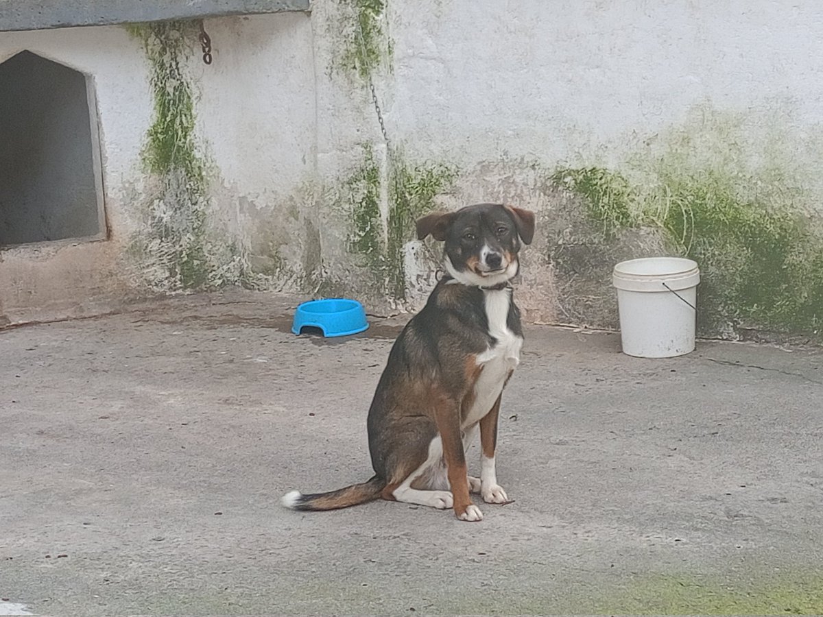 JokinArruti's tweet photo. Urte bat inberri due biyak🐕. Zenbat matte dittuten🥰 #Hiru ta #Txispa https://t.co/9cke6PZQ0P