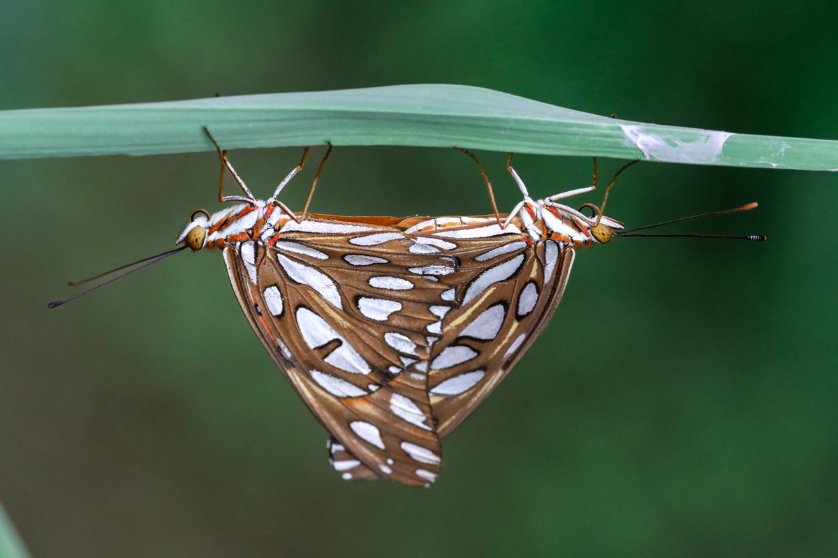 TPWDparks's tweet image. They're not shy, just deeply committed to pollination... and each other. 🦋 

The Gulf fritillary butterfly (Agraulis vanillae) is a well-known pollinator in Texas.  

Their range extends from Argentina up into the southern U.S.

📸 Olivia Haun  

#WildlifeWednesday #Pollinator