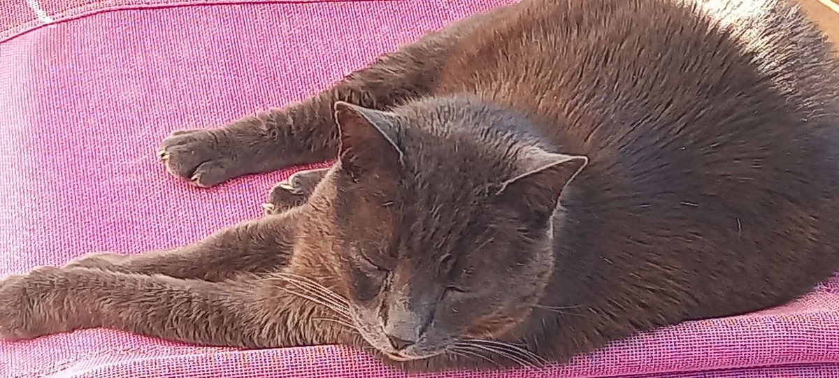🇫🇷 fred le gaulois 🇫🇷 Uniondesdroites 🐱🐱 tweet media