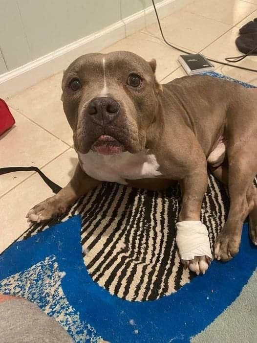 𝕏 Dogs tweet media