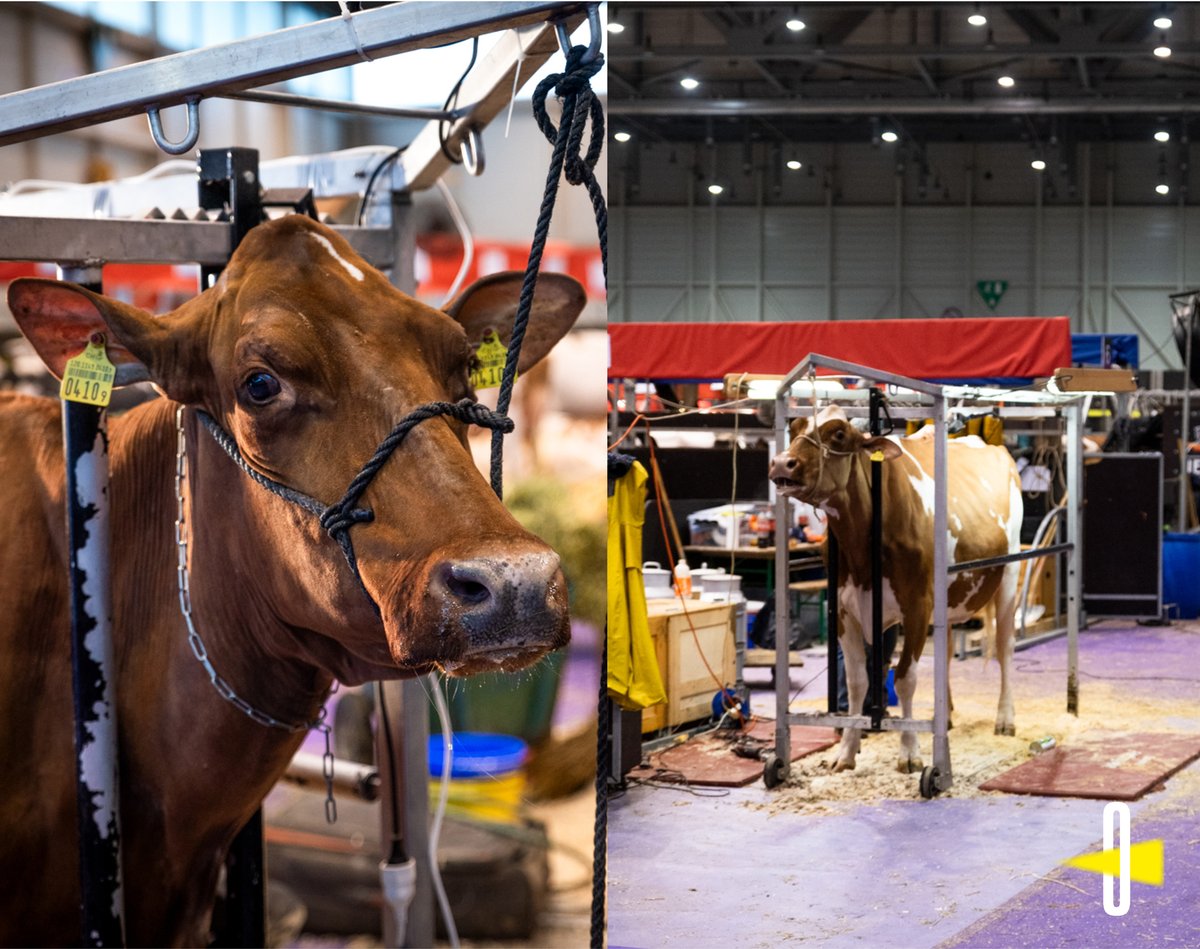 Observatoire du spécisme tweet media