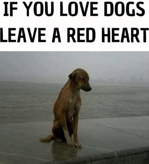 DogLovers03's tweet image. Every dogs deserves a home and adoption