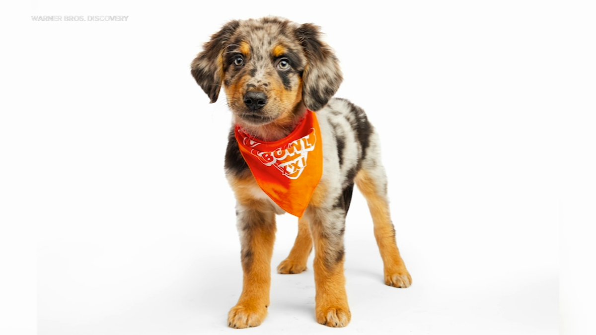 OnPattison's tweet photo. Meet Saquon Barky 🐶

He's a rescue dog from the Philly area playing in 2025 Puppy Bowl. https://t.co/Up41xRljN8