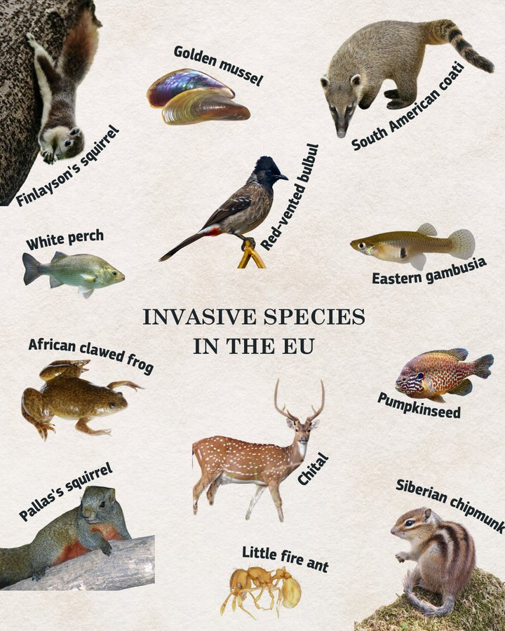 UN Biodiversity (@unbiodiversity) on Twitter photo Invasive Alien Species pose a major threat to 🇪🇺native plants and animals as they:
⚠️ are a major cause of biodiversity loss
📉 negatively impact the economy
🩺 affect human health
Discover how the EU acts to prevent, measure and manage this: europa.eu/!xTxvYv
via <a href="/EU_ENV/">EU Environment</a> Invasive Alien Species pose a major threat to 🇪🇺native plants and animals as they:
⚠️ are a major cause of biodiversity loss
📉 negatively impact the economy
🩺 affect human health
Discover how the EU acts to prevent, measure and manage this: europa.eu/!xTxvYv
via <a href="/EU_ENV/">EU Environment</a>
